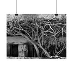 Black & White Rustic Vine Photography Poster — Rolled Wall Art
