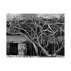 Black & White Rustic Vine Photography Poster — Rolled Wall Art