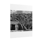Black & White Rustic Vine Photography Poster — Rolled Wall Art