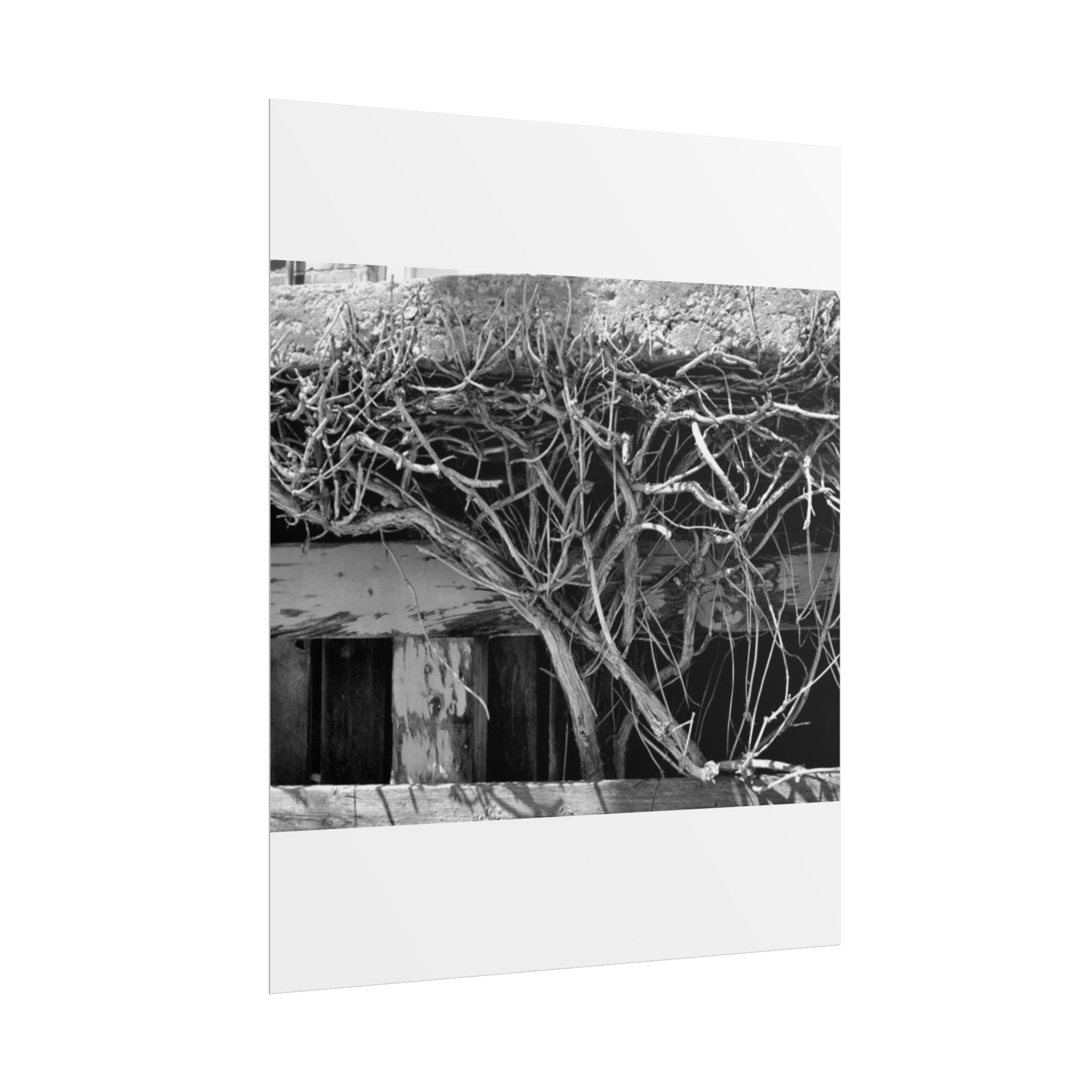 Black & White Rustic Vine Photography Poster — Rolled Wall Art