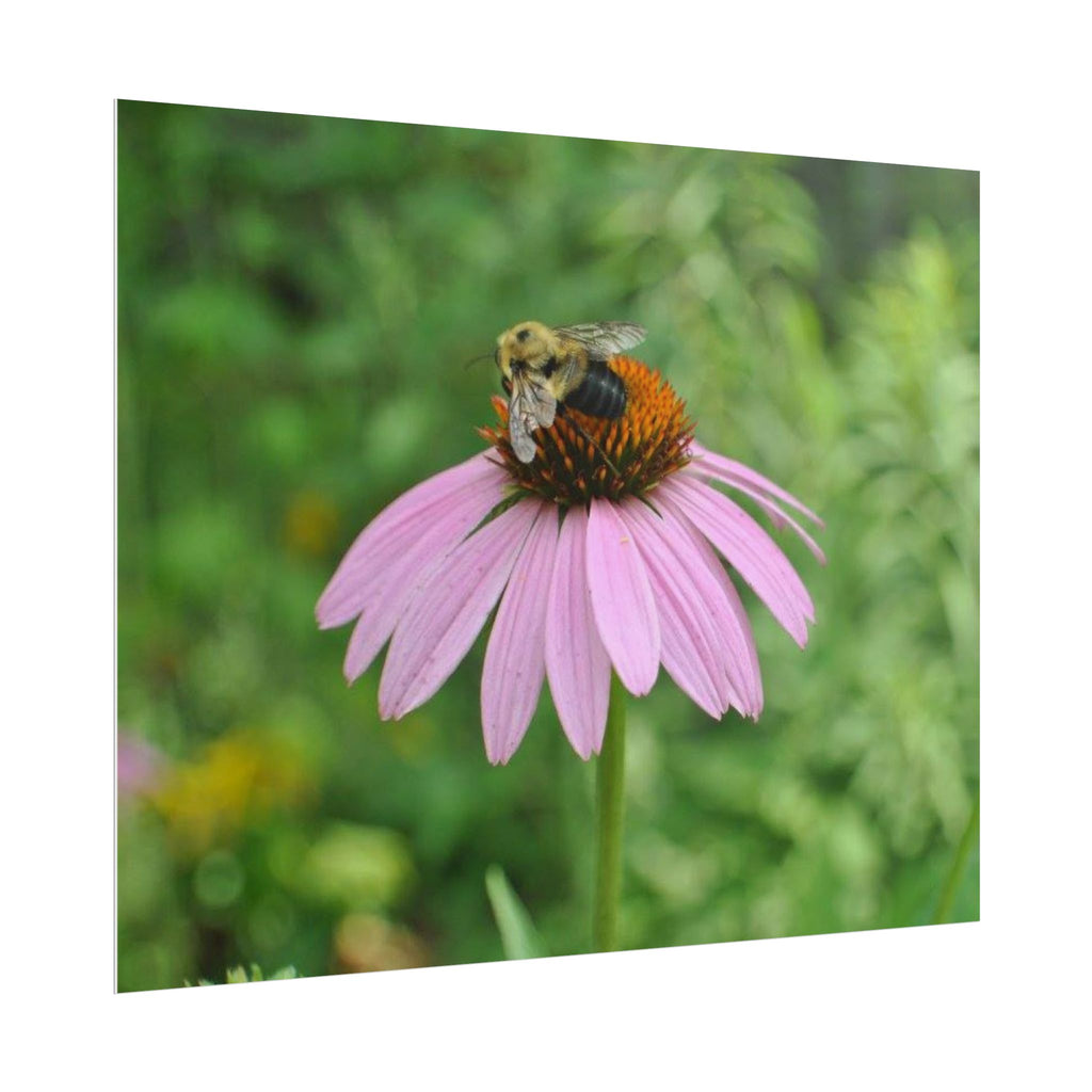 Bee on Pink Coneflower Rolled Poster — Nature Photography Wall Art