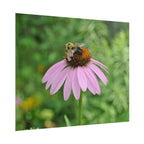 Bee on Pink Coneflower Rolled Poster — Nature Photography Wall Art