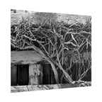 Black & White Rustic Vine Photography Poster — Rolled Wall Art
