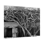 Black & White Rustic Vine Photography Poster — Rolled Wall Art