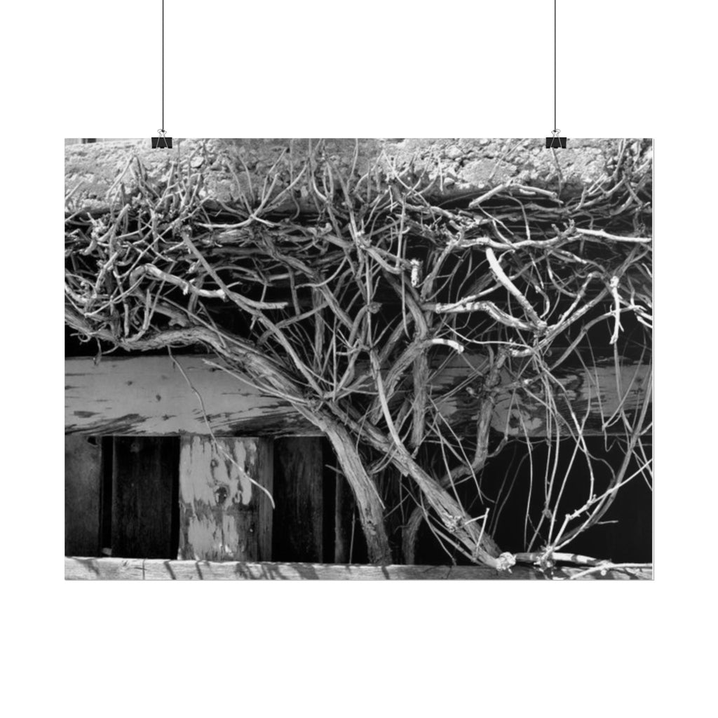 Black & White Rustic Vine Photography Poster — Rolled Wall Art