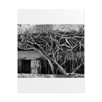 Black & White Rustic Vine Photography Poster — Rolled Wall Art
