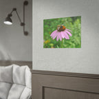 Bee on Pink Coneflower Rolled Poster — Nature Photography Wall Art