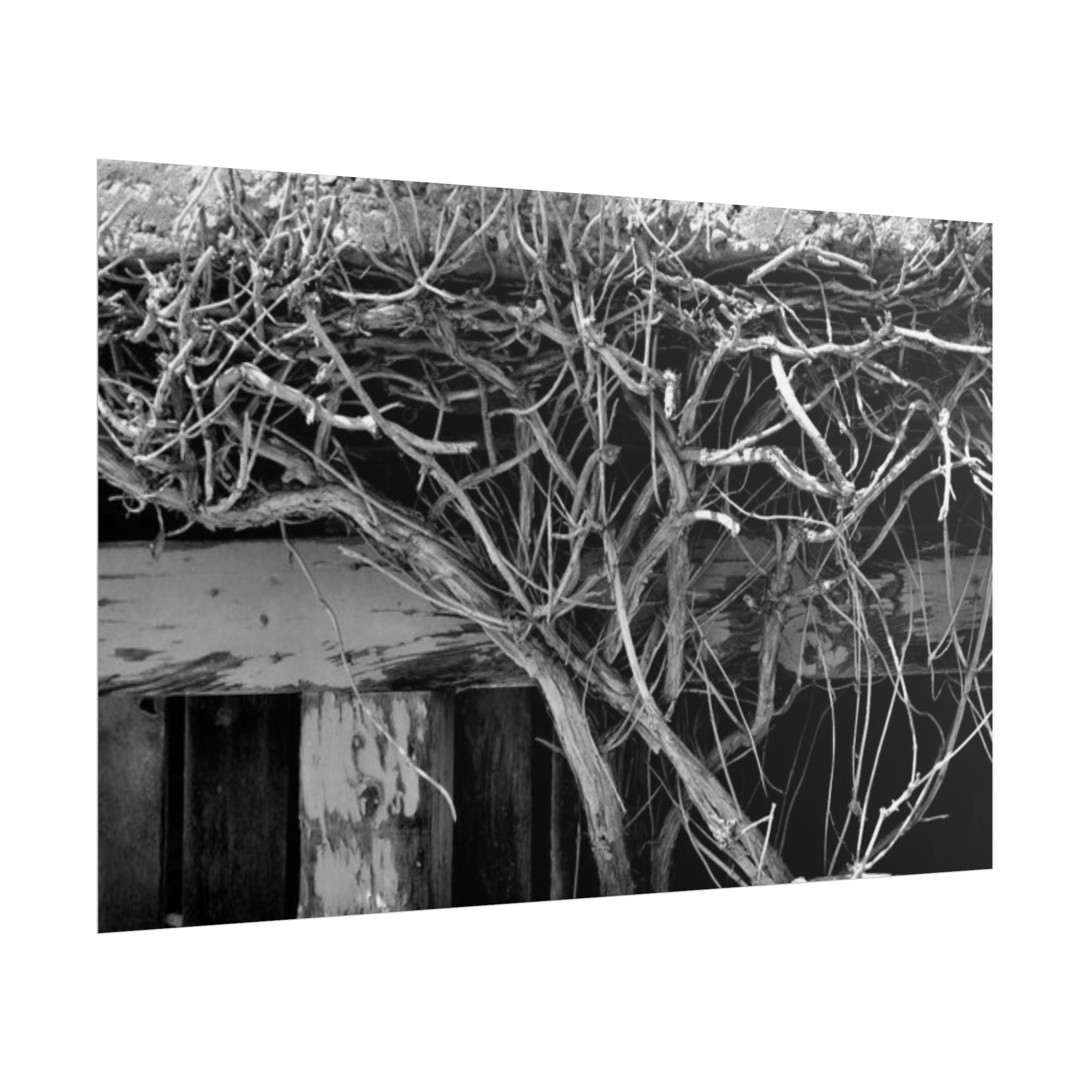 Black & White Rustic Vine Photography Poster — Rolled Wall Art