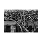 Black & White Rustic Vine Photography Poster — Rolled Wall Art