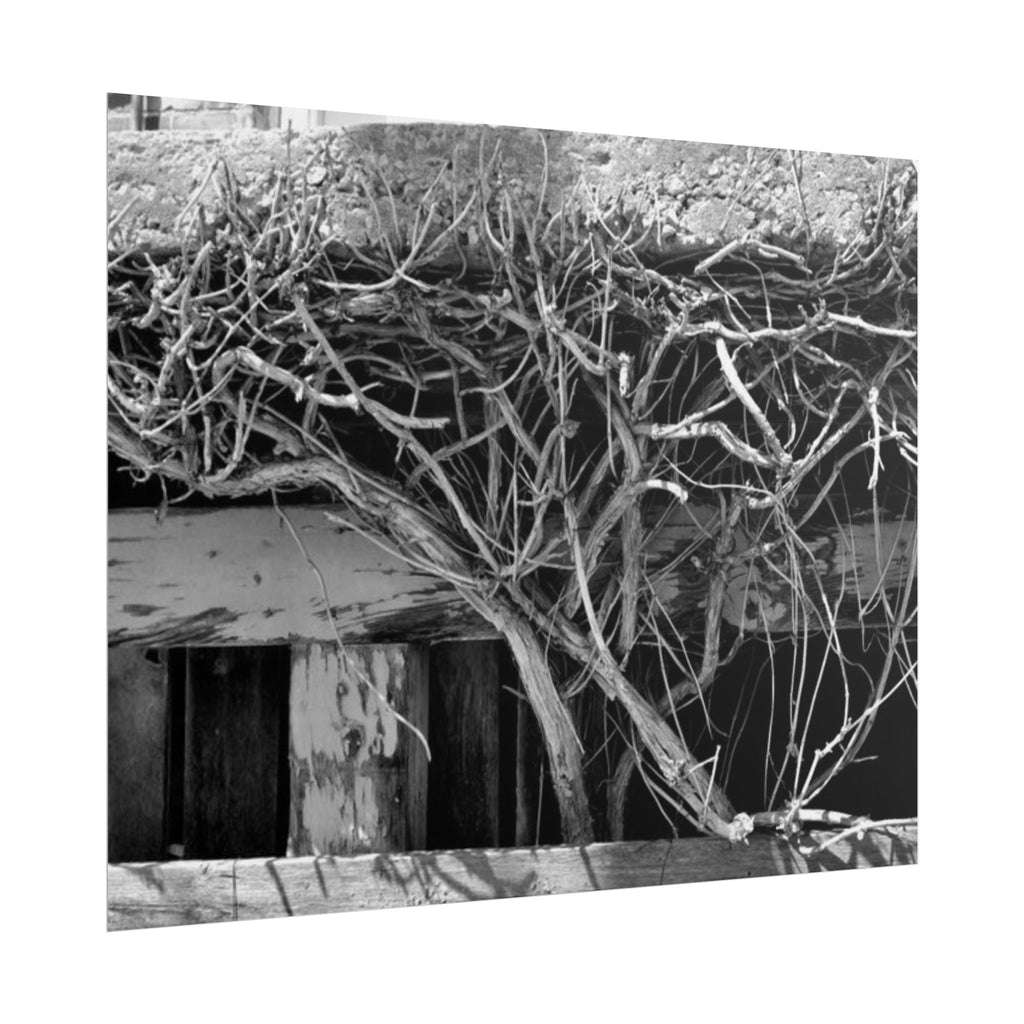 Black & White Rustic Vine Photography Poster — Rolled Wall Art