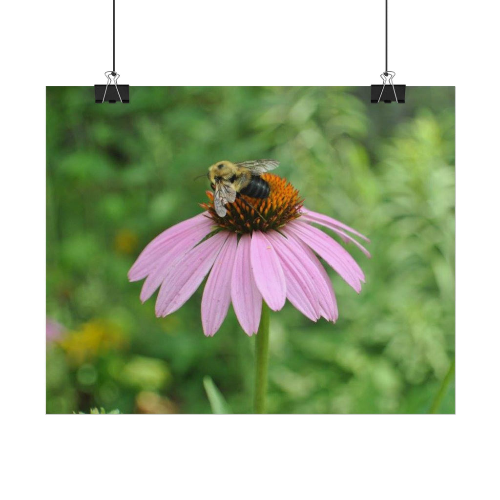 Bee on Pink Coneflower Rolled Poster — Nature Photography Wall Art