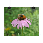 Bee on Pink Coneflower Rolled Poster — Nature Photography Wall Art