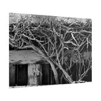 Black & White Rustic Vine Photography Poster — Rolled Wall Art