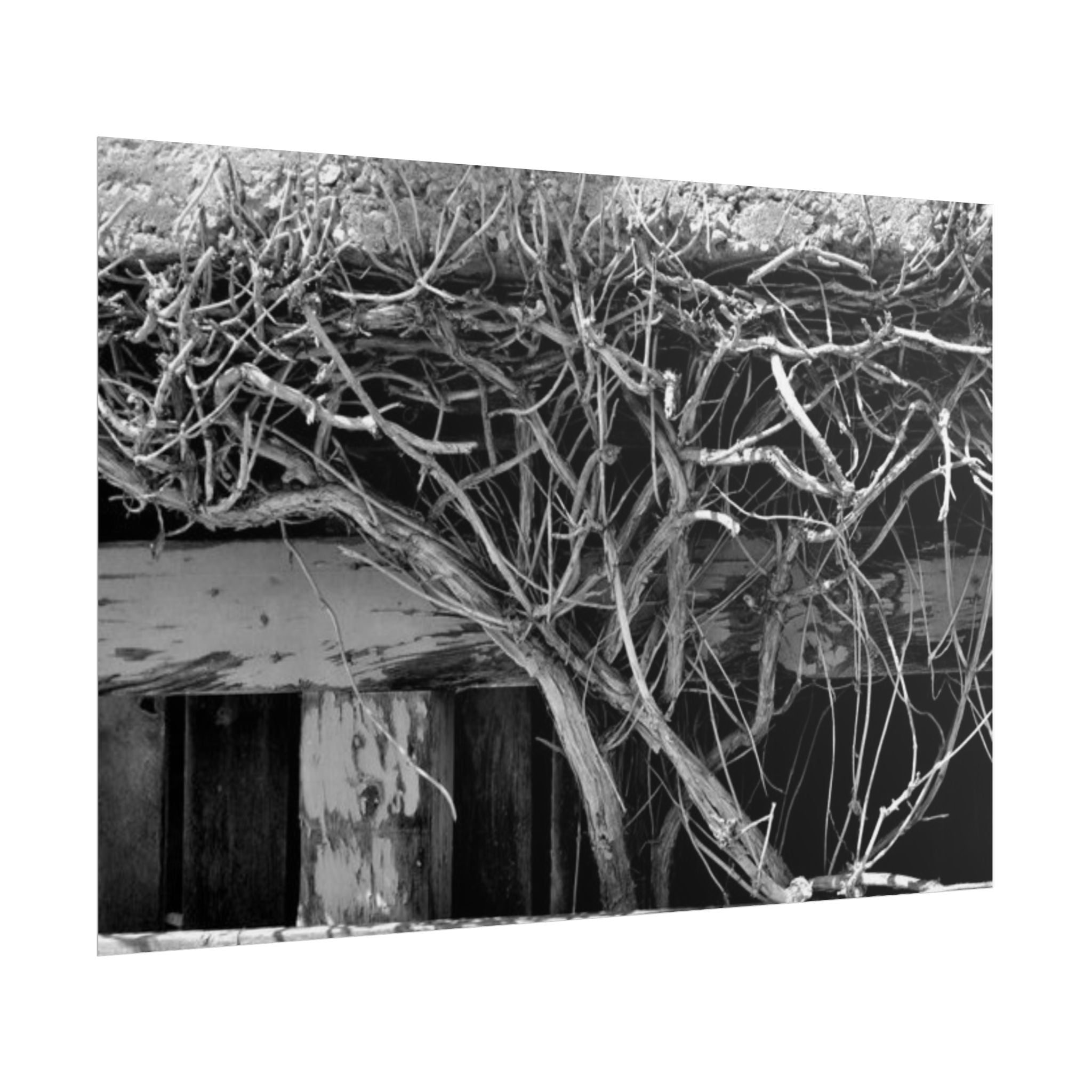 Black & White Rustic Vine Photography Poster — Rolled Wall Art