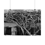 Black & White Rustic Vine Photography Poster — Rolled Wall Art