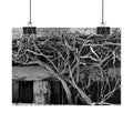 Black & White Rustic Vine Photography Poster — Rolled Wall Art
