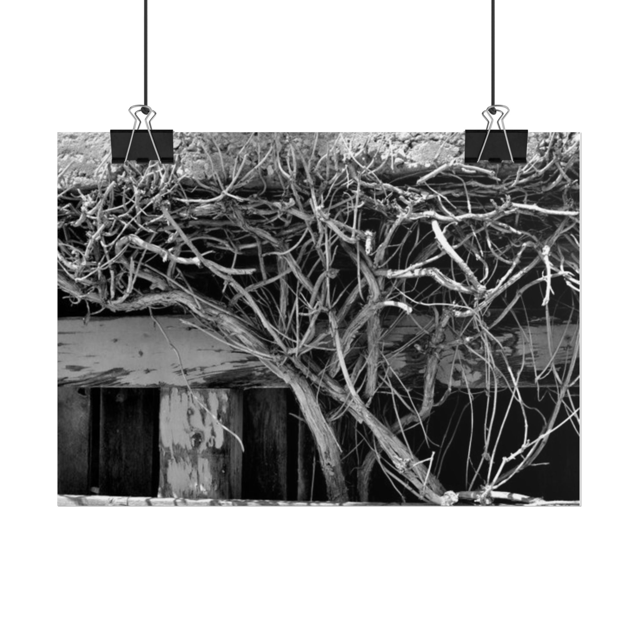 Black & White Rustic Vine Photography Poster — Rolled Wall Art