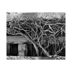 Black & White Rustic Vine Photography Poster — Rolled Wall Art
