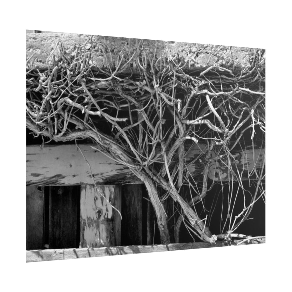 Black & White Rustic Vine Photography Poster — Rolled Wall Art
